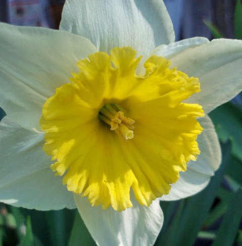 [first+daffodil2.jpg]