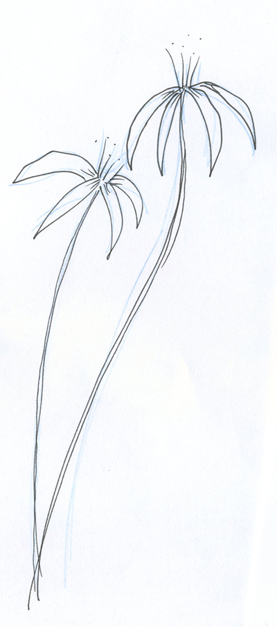 [flower+sketch+bnw.jpg]