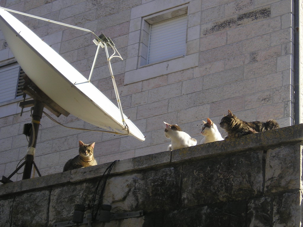 [Satellite+cats.jpg]
