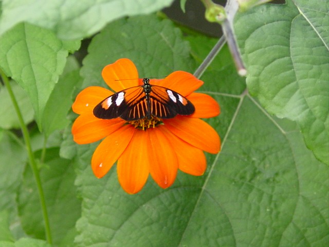[butterfly16.jpg]