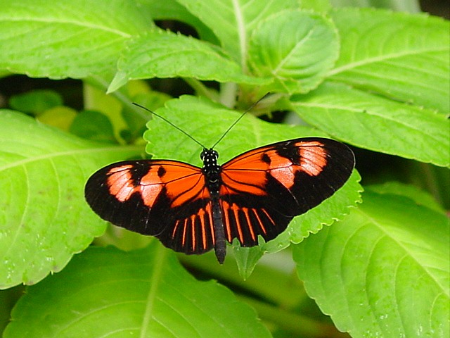 [butterfly19.jpg]