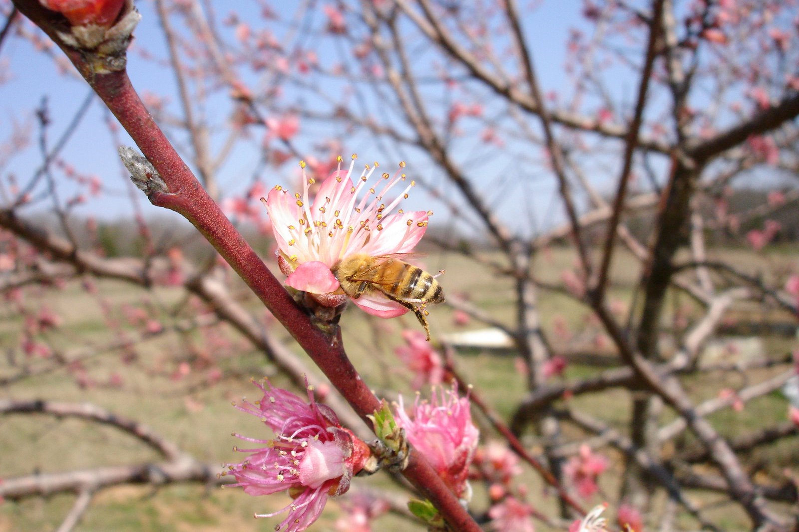 [Bee+on+the+blossoms.JPG]