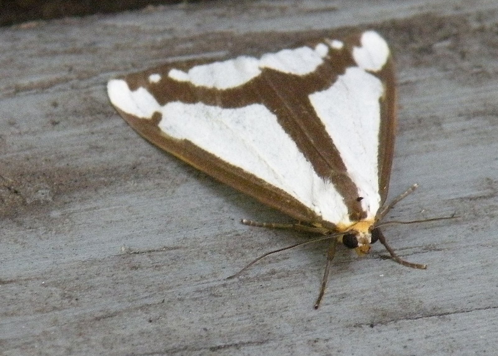 [2008-07-05+Brown+White+Moth.jpg]