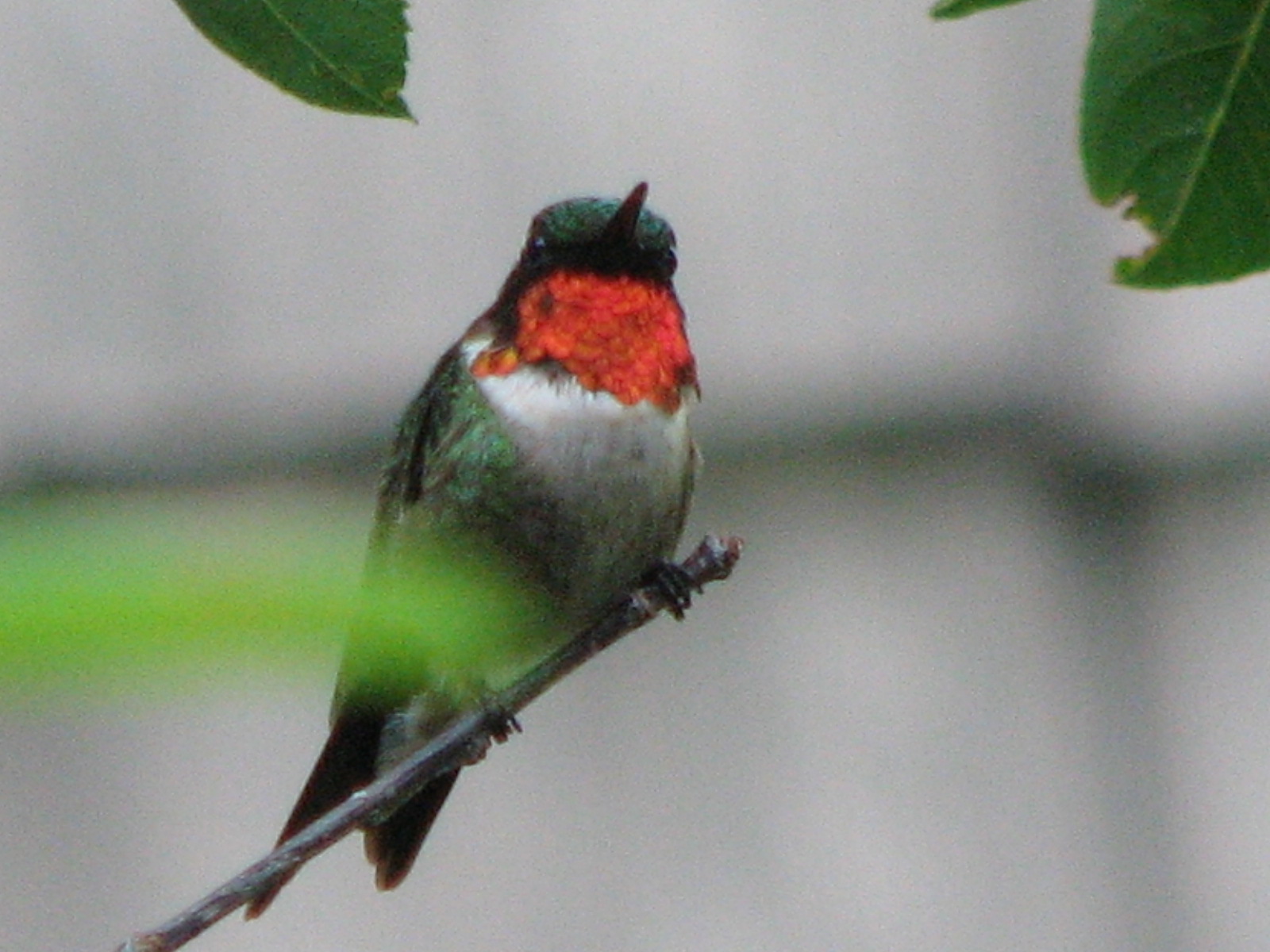 [hummingbirds+001.jpg]