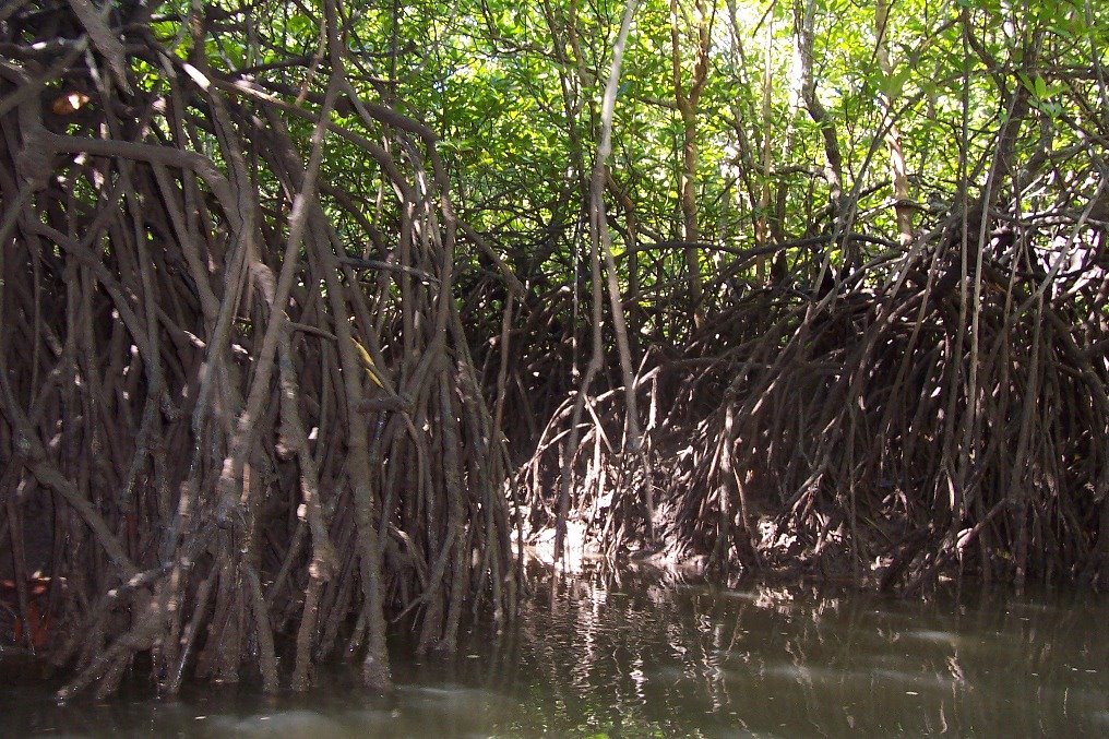[mangrove.JPG]