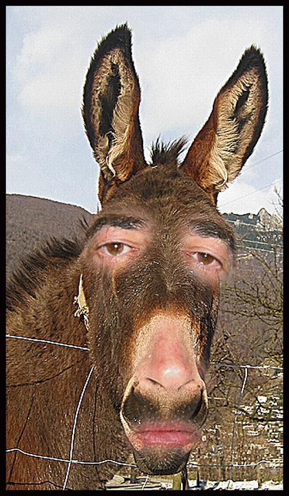 [20080306-burro.gif]