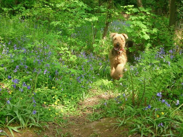 Molly in the bluebells