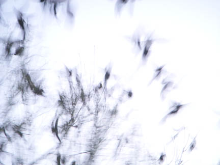 [Birds_In_Motion_by_Sheila_Cunningham.jpg]
