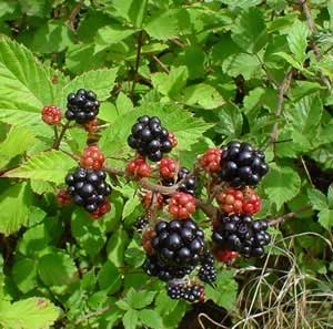 [blackberries3.jpg]