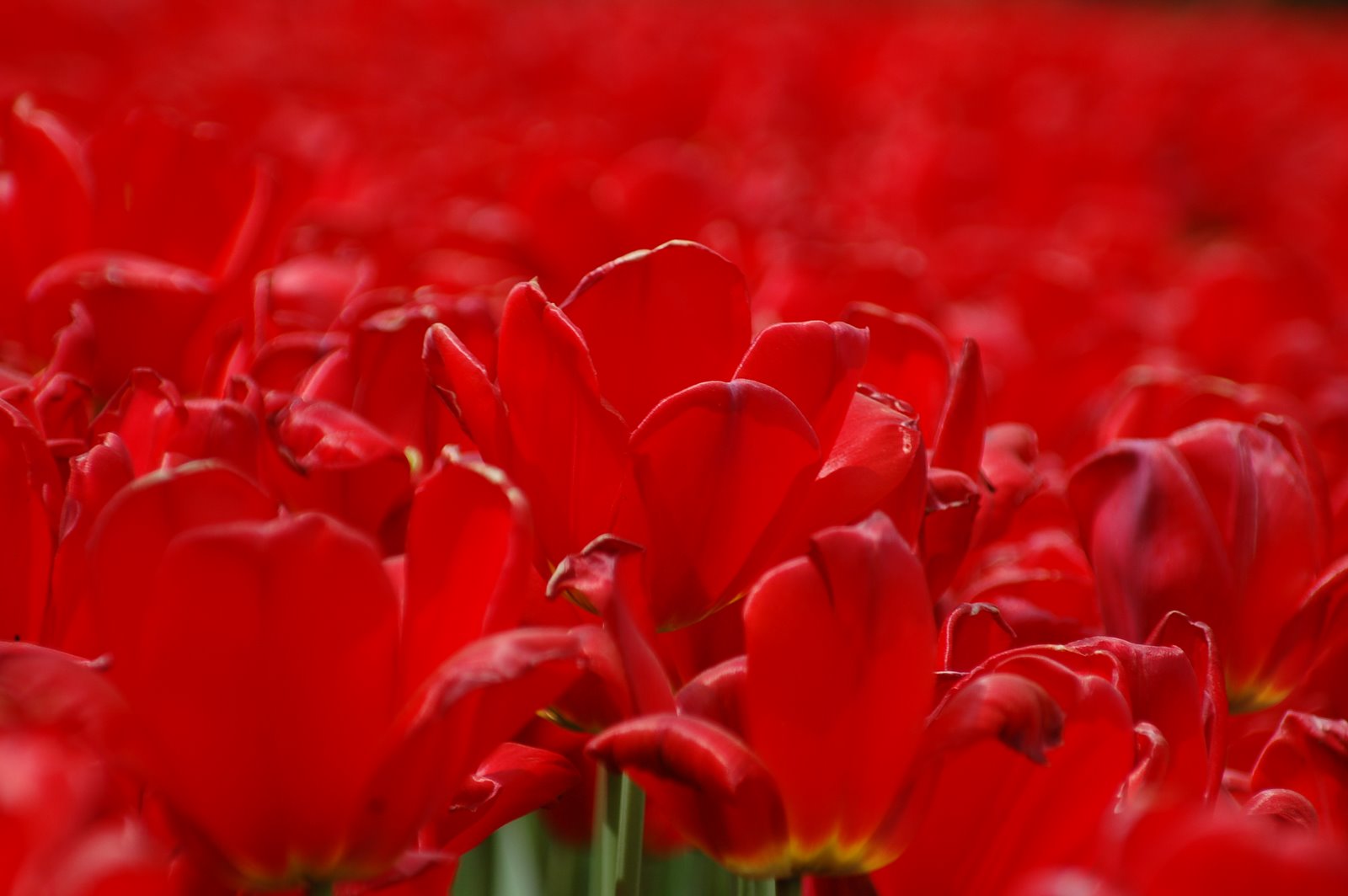 [sea+of+red+tulips.JPG]