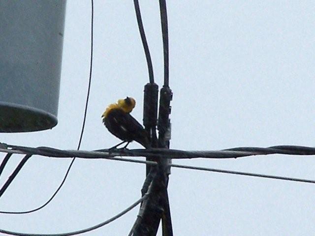 [bird+with+yellow+head+001.jpg]