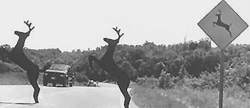 [deer-crossing.jpg]
