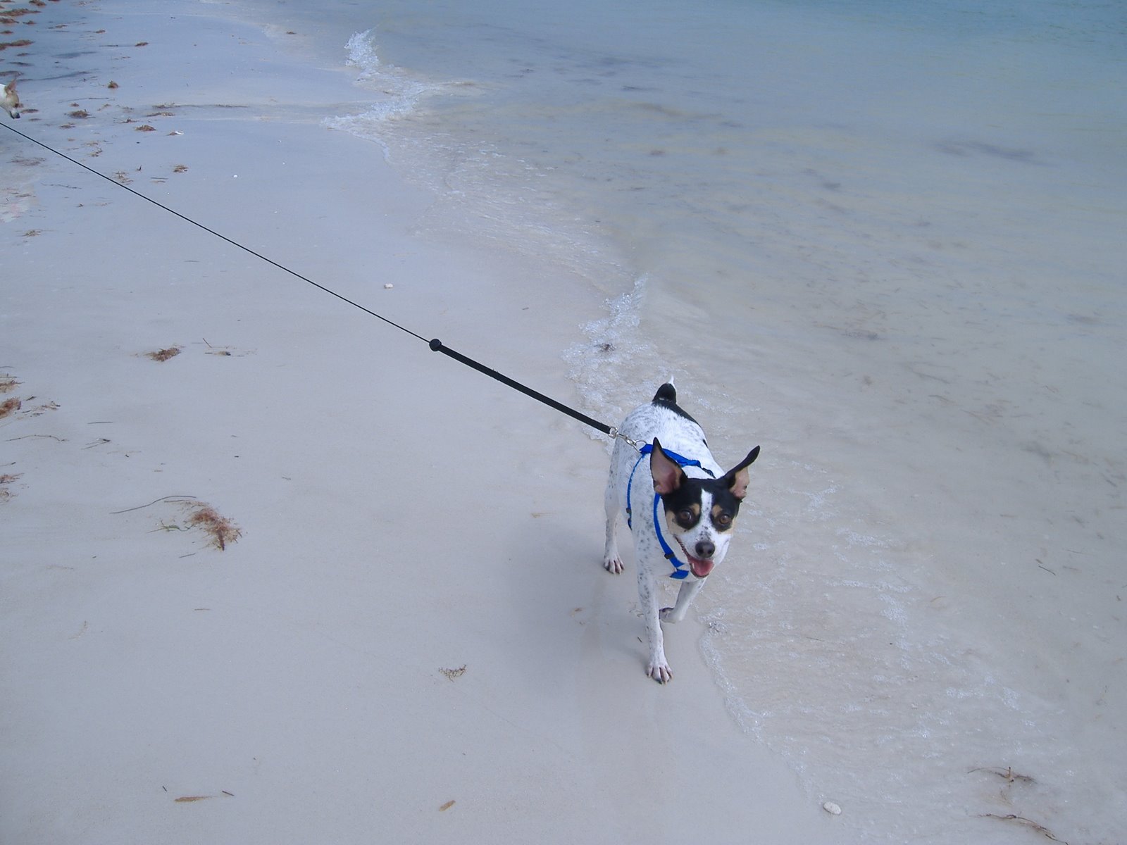 [dog+beach+feb+2008+002.jpg]