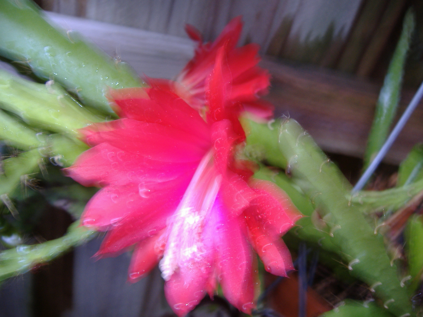 [redcactus+flower.JPG]