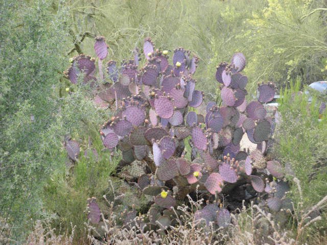 [Purple+cactus.jpg]