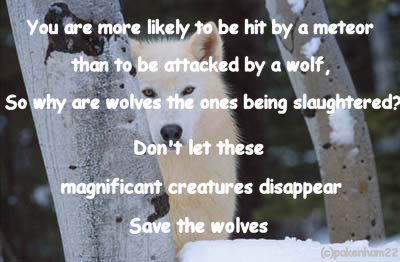 [whitewolf.jpg]
