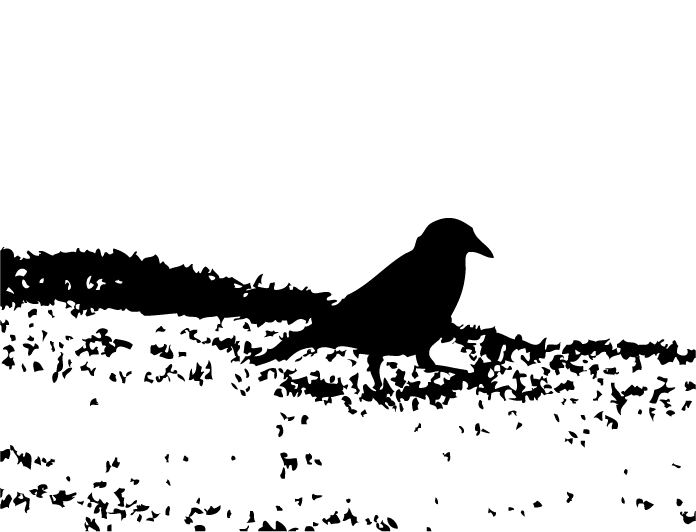 [crow.png]