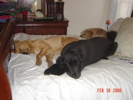 [dogs+on+the+bed+2.JPG]