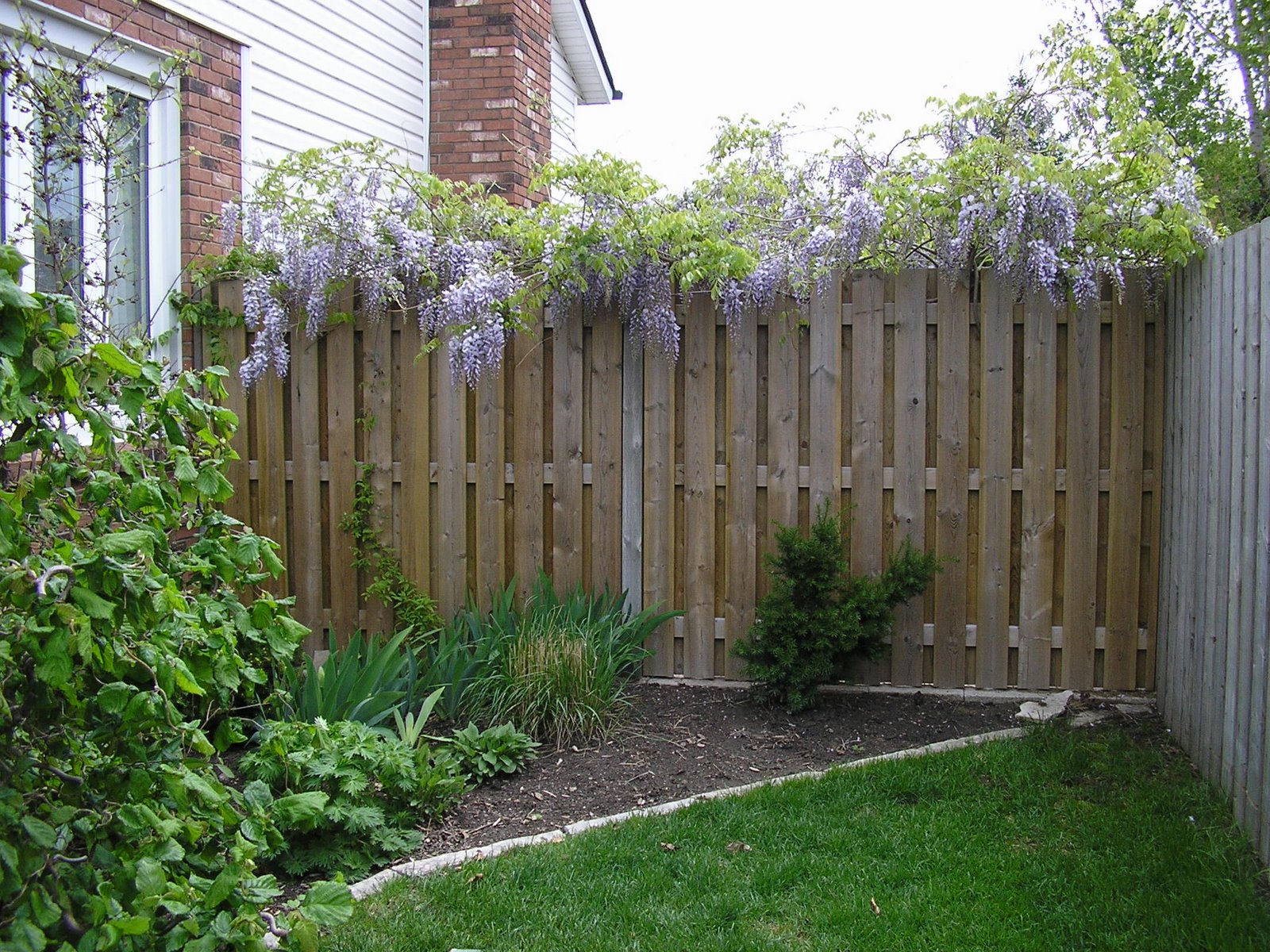 [Wisteria+front.JPG]