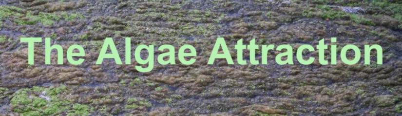 [algae+blueGreen+sign.jpg]