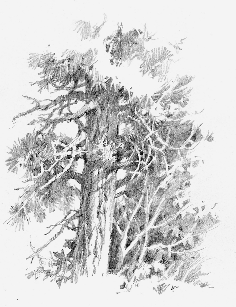 [sketchbook-ponderosa-tree.jpg]