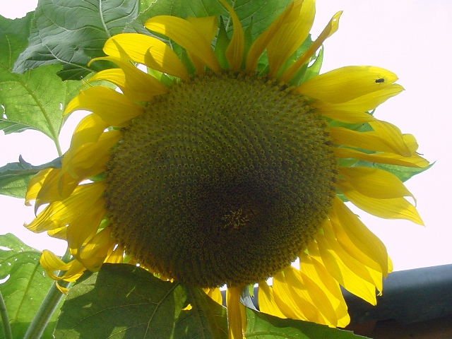 [Sunflower2.jpg]