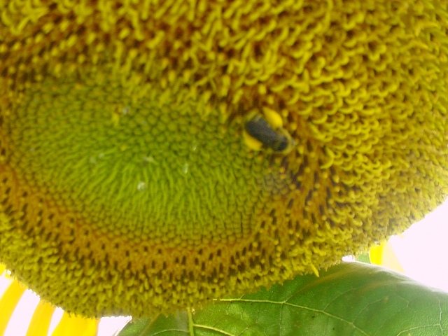 [Sunflower6.jpg]