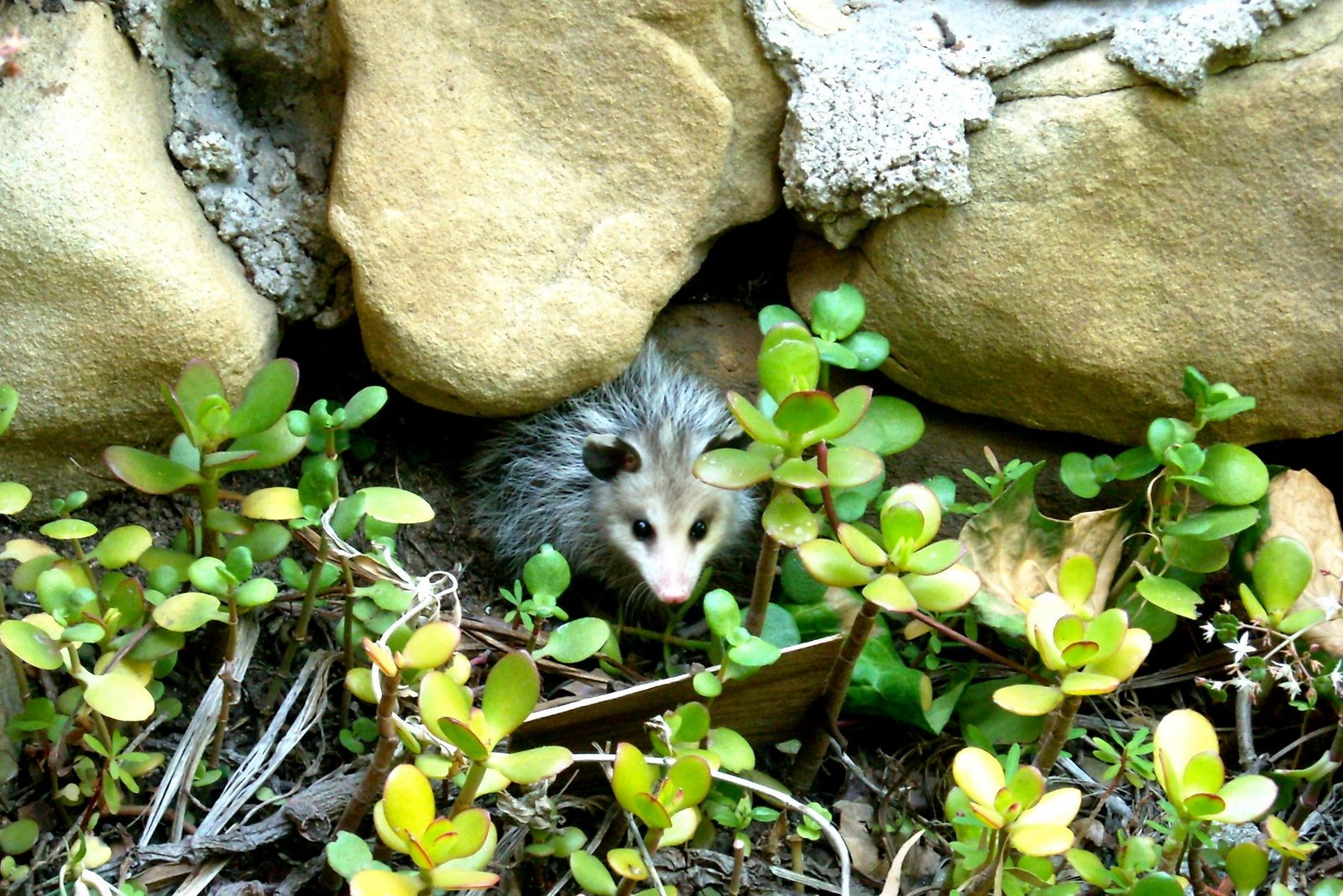 [opossum_20080420-1405.jpg]