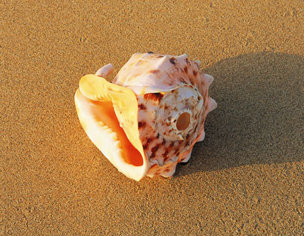 [sea shell 430.jpg]
