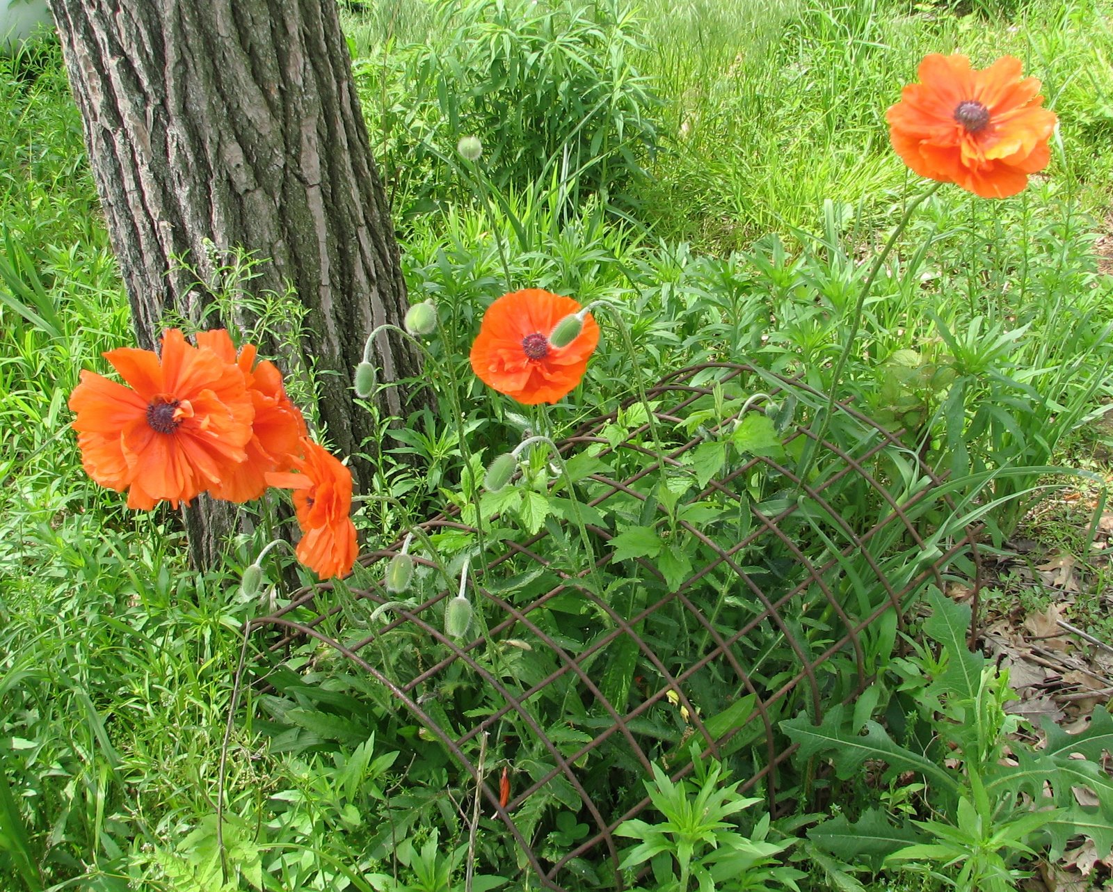 [poppies+08+cropped.jpg]