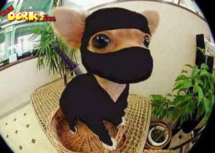 [ninja-dog.jpg]