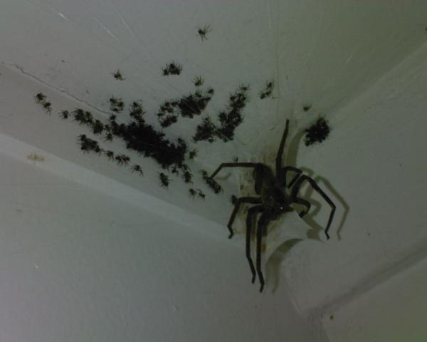 [spider-that-could-probably-eat-you.jpg]