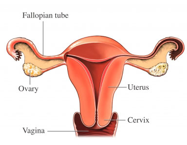 [anatomy_uterus.jpg]