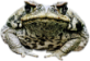 [toad.png]
