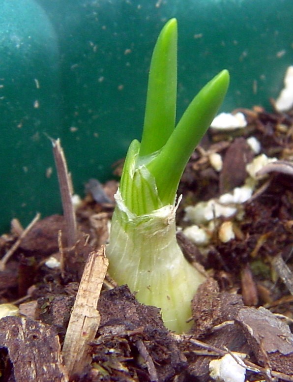 [Onion+sprouting.jpg]