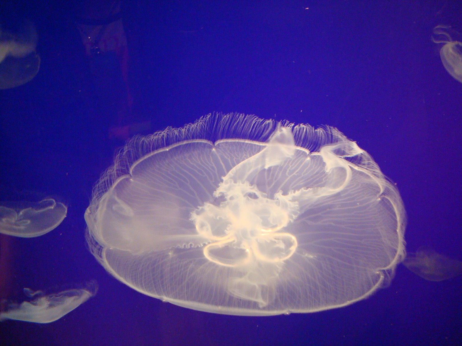 [jellyfish.JPG]