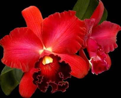[Orchid+red.jpg]