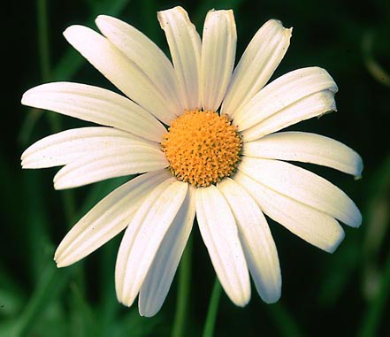 [White+daisy.jpg]