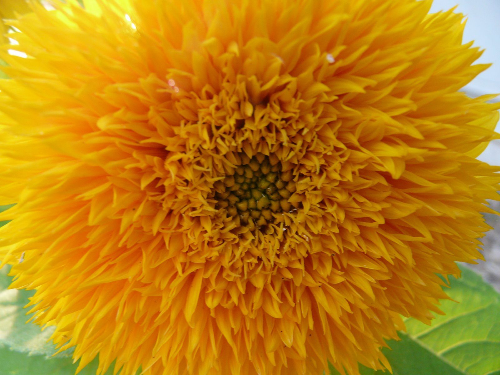 [sunflower4.jpg]