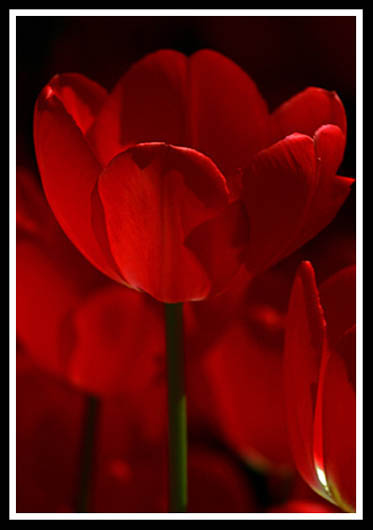 [solo-tulipa-v2-p-blog5.jpg]