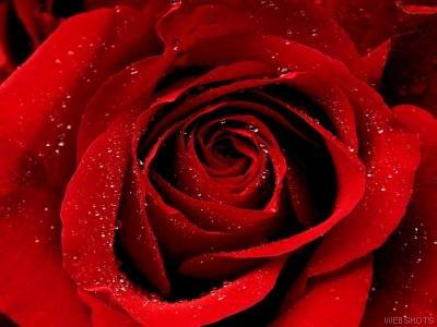 [rosa+vermelha+11111.jpg]