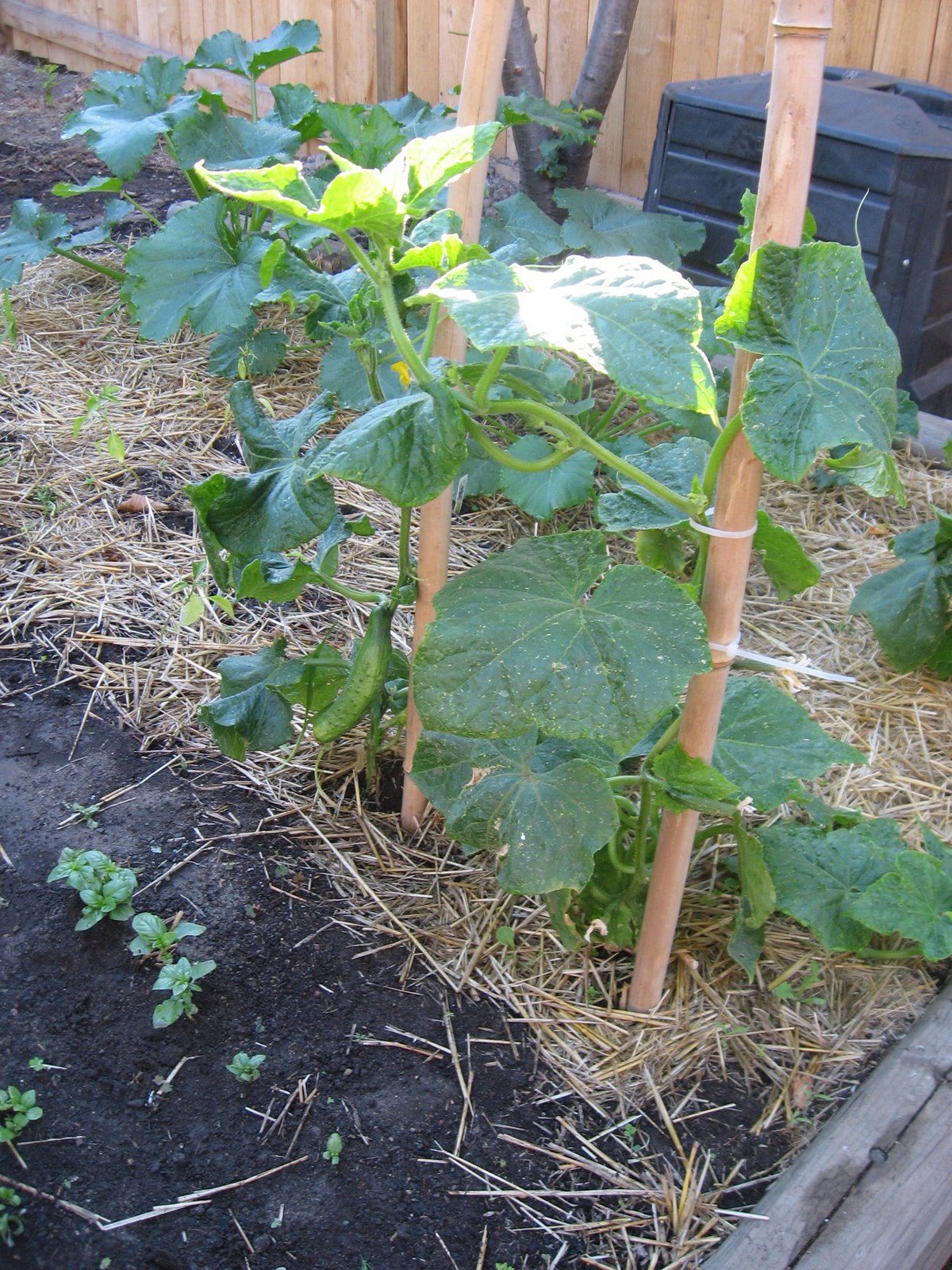 [Cucumber+plants+July+2008.jpg]