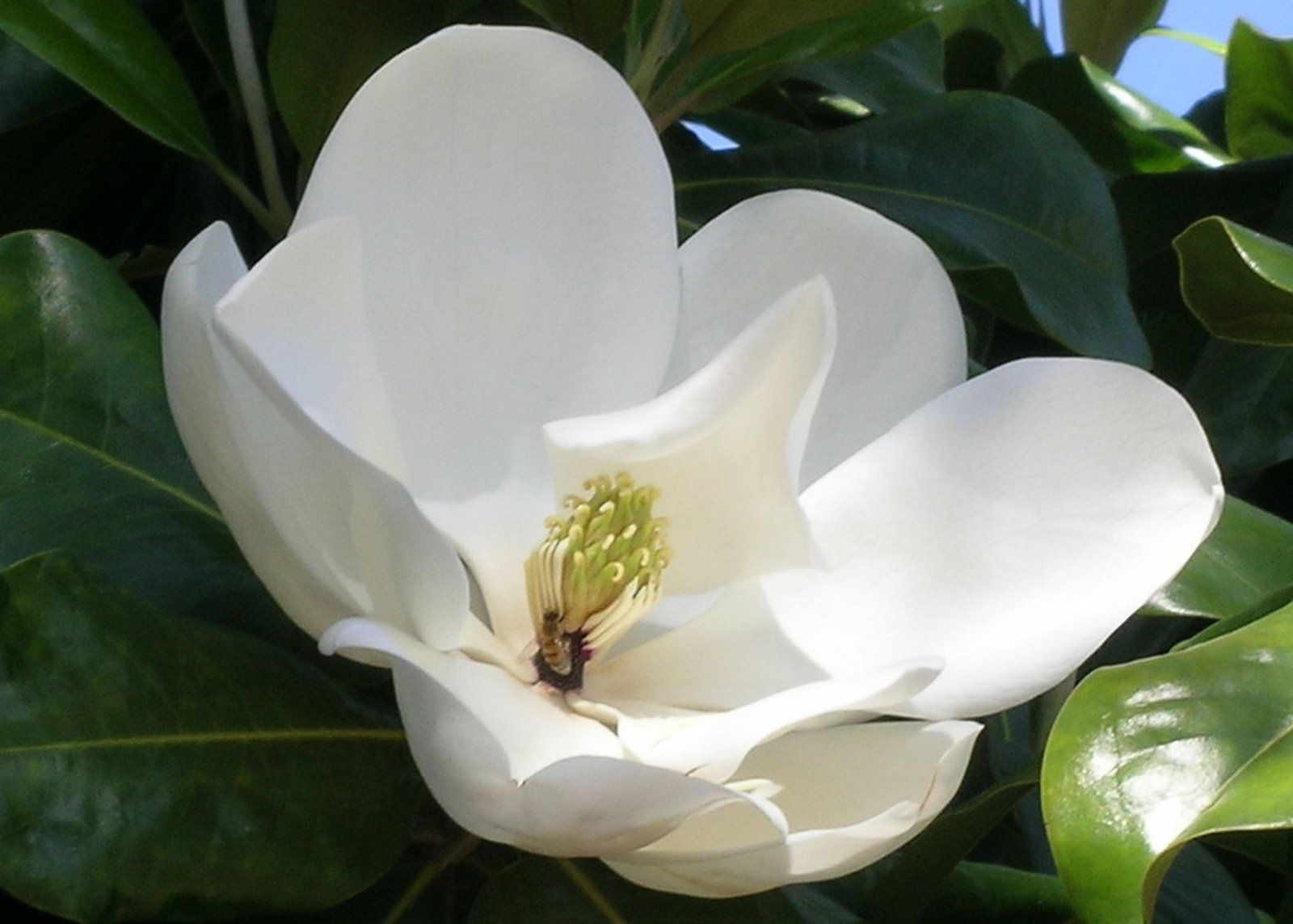 [magnolia+flower+and+bee.jpg]