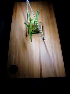 table with plant centerpiece