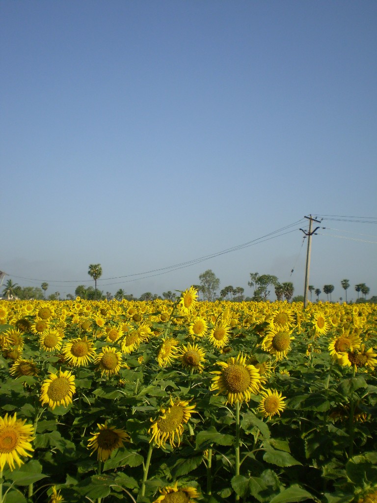 [sunflower+field.JPG]