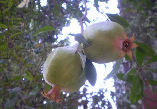 [pomegranates+on+tree.jpg]