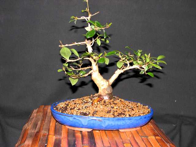 [bonsai+1596.jpg]