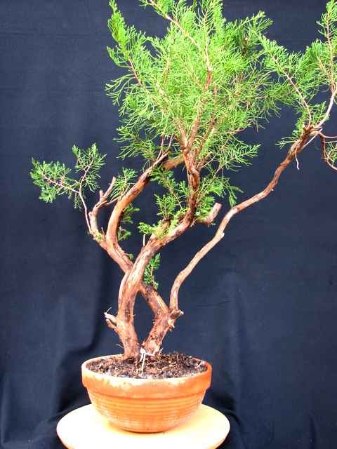[bonsai+1359.jpg]