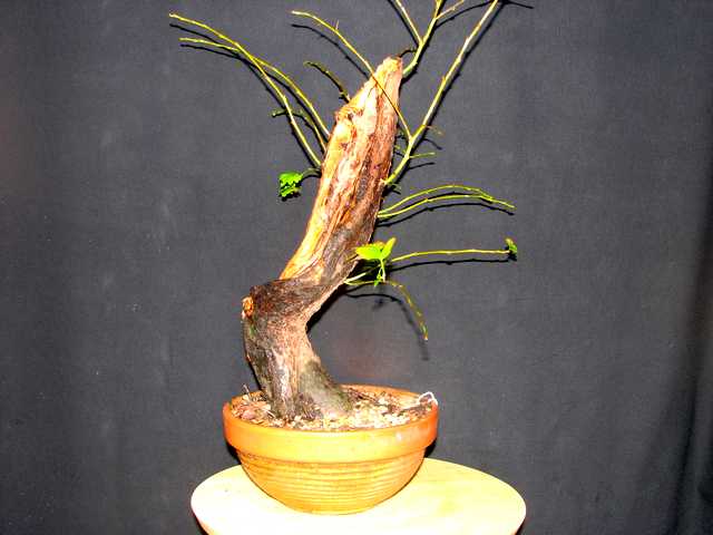 [bonsai+1554.jpg]