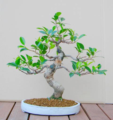[bonsai+430.jpg]